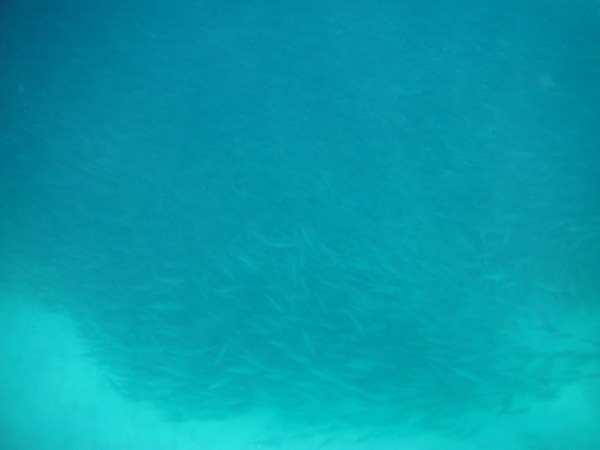 Kona Fish